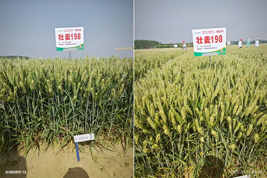 娌冲崡閭﹂偊绉嶄笟鏈夐檺鍏徃5.jpg 娌冲崡閭﹂偊绉嶄笟鏈夐檺鍏徃5.jpg